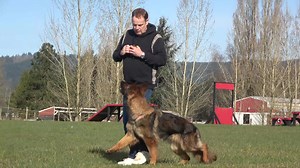 53K views · 7.3K reactions | Impeccable Dependability! Top quality female! For more information visit: https://kraftwerkk9.com/hummel-vom-kandersturm-wb-ad-bh-igp1/ | Kraftwork K9 Pro German Shepherds | Facebook