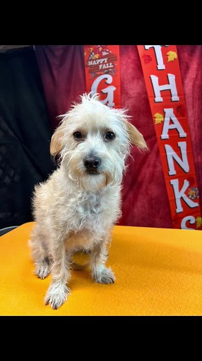 From Scruffy to Sleek: Terrier Mix Grooming Transformations