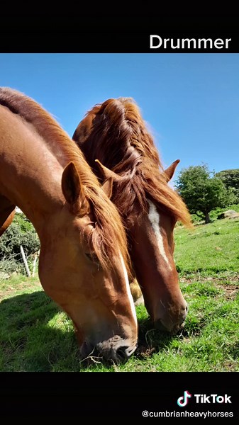 Meet our horses 🐴 #cumbrianheavyhorses #thehorses #ourherd #heavyhorses #equestrian #countryside #lakedistrict #cumbria #ridingexperience #comeridewithus