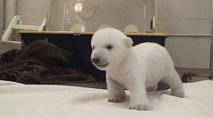 Vídeo: Urso polar bebé faz sucesso no YouTube