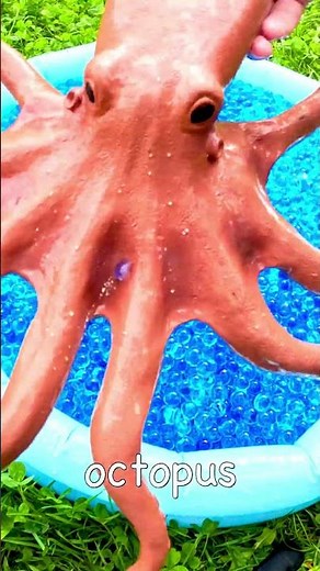 Learn Sea Animal Names with Orbeez Waterbeads: Ray Octopus Turtle Jellyfish Shark Horseshoe Crab