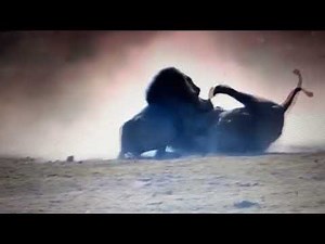 The Lion king (Simba vs Scar) HD in real real life