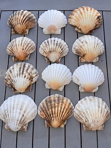 Natural Scallop Shells | Large Real Seashells for Crafts, Wedding Decor & Trinket Dishes - Etsy UK