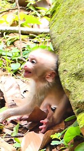 Baby Lynx screaming loud iwth tear #wildlife #monkey #video #cutebabymonkey #babymonkeycry #newbornbaby | Nature Life