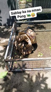 48K views · 307 reactions | BANAYAD na tanghali Pong x Pyang  #buhayprobinsya #positiveenergy #spreadloveandpositivity #noanimalswereharmesinthisvideo | Mongheng Manlililok Reptile Farm | Facebook
