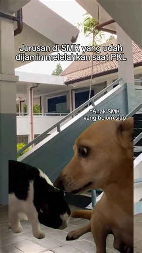 siap-siap aja jurusan ini pas PKL #kucinglucu #kucing #smk #pkl #fyp