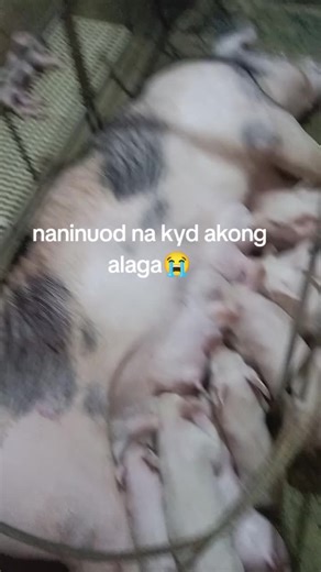 Cute Pig Videos: Heartwarming Moments with Pigs