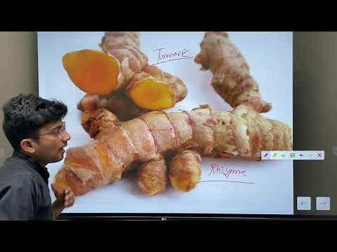 Rhizome Vs Corm|| Modified Stems||