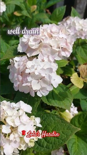 Hydrangea Endless Summer "Blushing Bride " #gardening #flower #Hydrangea #variety #caretips