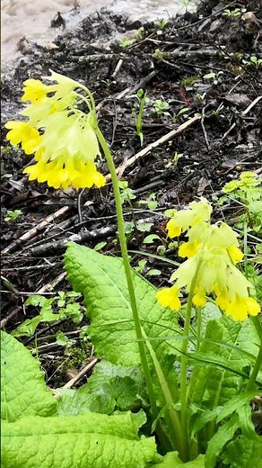 Spring Flowers and Thunderstorm Rain