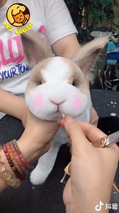 1.6M views · 15K reactions | Pet spa and grooming  #petcrush | 퓟퓮퓽 퓒퓻퓾퓼퓱 | Facebook