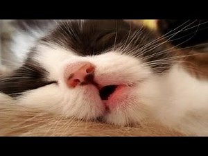 Adorable Cats Snoring