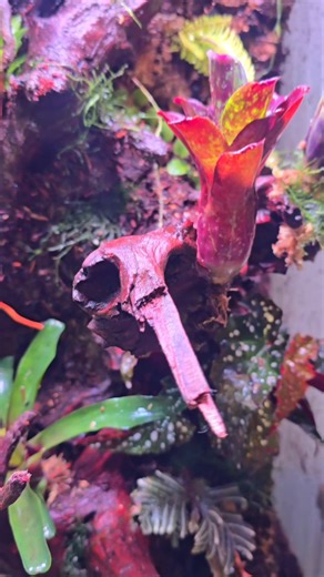 Direction la Vendée pour le dernier terrarium à quitter l'atelier cette année 🌱 Un grand modèle de 45x45x90cm décoré avec du teck. Une réalisation fraîchement végétalisée qui révélera toute sa beauté dans les mois à venir 💚 #terrarium #plantes #deco | Green Atmosphere Créations