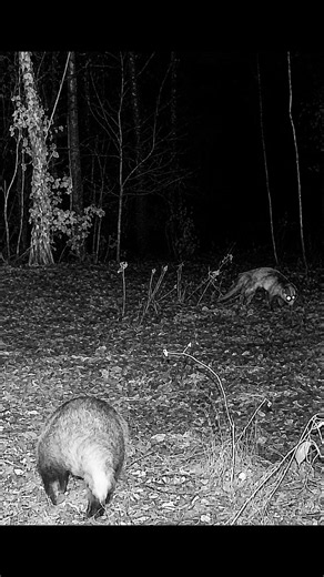 Ever Seen An European Badger being stalked by Red Fox ?? 🤔🦡🦊