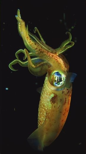 Unique Facts About Squid