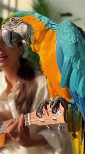 When your macaw is the absolute star of the show! #funny #pets