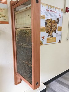 Stone Zoo To Celebrate New Animal Discovery Center