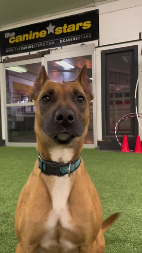 Funny Dog Gets Into RedBull - Excited Pitbull Reacts!