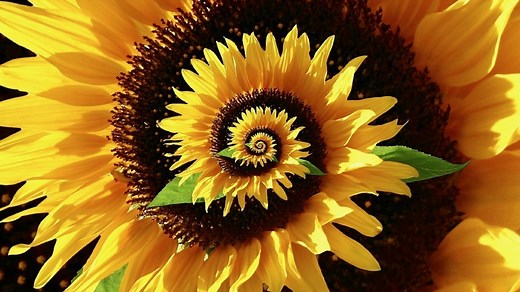 Decoding the Secret Patterns of Nature - Fibbonaci Ratio and Pi - Full Documentary