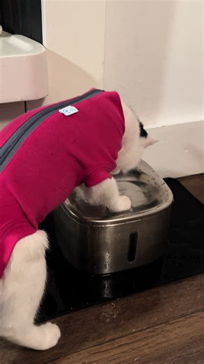 Cuteness Overload: Kittens Reacting to Spa Treatment