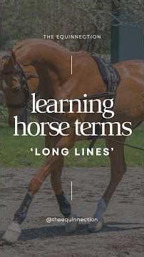 Learning Horse Terms Day 7: “long lines” 🐎〰️