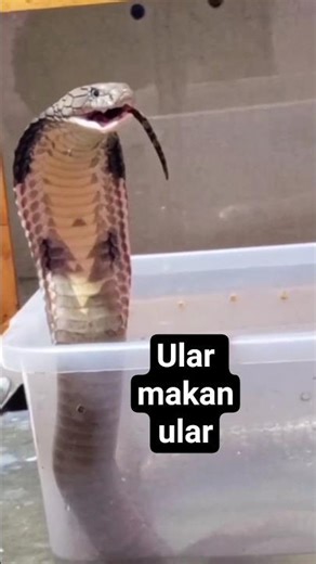 Feeding time king cobra/ophiaphagus hannah/cobra #snake #cobra #venom