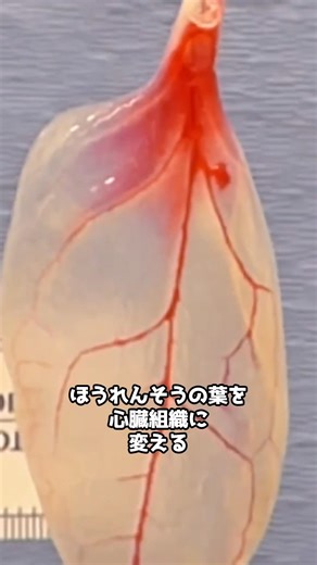 ほうれん草の葉を心臓組織に？再生医療で話題になった驚きの研究 #shorts #医療