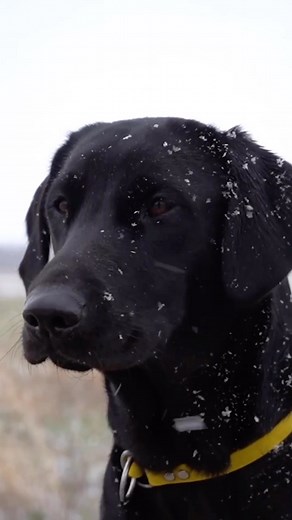 Training like a boss year round with @backcountrynative #huntingdogs #labrador #labradorretriever #reels #dogreels #bestoftheday #fielddoglife #dogtraining #gundog | Field Dog Life