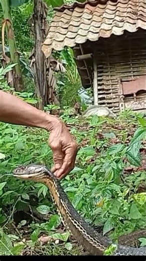 Java king cobra #shorts #snake #kingcobra #java #shorts