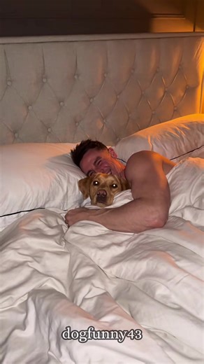 Funny Labrador Playing with Dad: Hilarious Moments