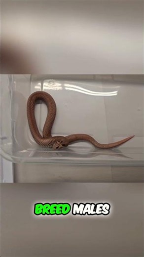 When Breeding Hognose Snake SIZE MATTERS! 😳🐍