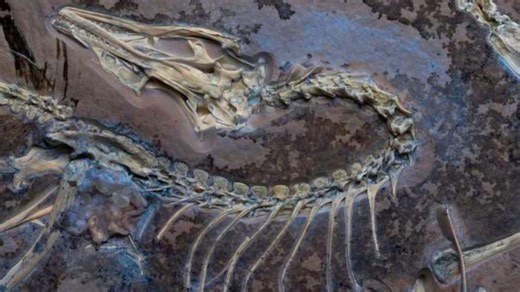 Jurassic-era pigeon-sized fossil unlocks hidden features of early birds