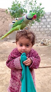 Cute Parrots Baby #parrot #parrotlover | parrot shorts