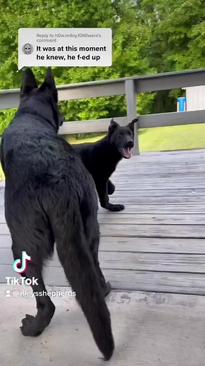 16K views · 381 reactions | Funny Animals | Animal Story | Facebook