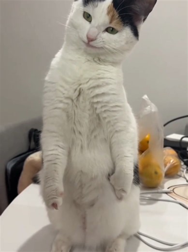 #funny #cat #funnyvideo #catvideo #cute | cat funny video