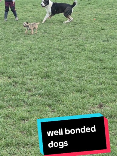 #creatorsearchinsights #fyp #funnydogs #alabai #borderterrier | dogs