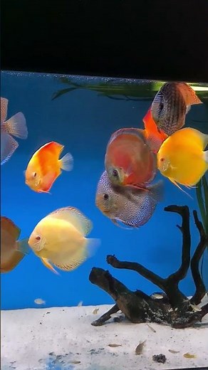 Just a beautiful discus aquarium