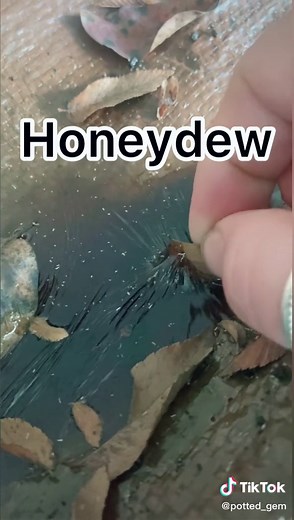 Insect Farming: The Fascinating World of Ants and Aphids