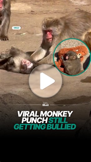 Punch, the abandoned monkey who soared to fame after being seen tugging around a stuffed toy, was filmed seeking comfort with the plushie after he was bullied by older monkeys at Ichikawa Zoo in Japan. The baby monkey was put into the macaque enclosure in late January following a period of hand-rearing by zoo keepers after he was abandoned by his mother. The orangutan plush was given to Punch to serve as a surrogate mother and to provide tactile comfort. #monkey #punch #fblifestyle | Daily Mail