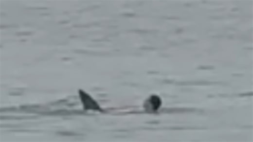 Egypt shark attack - expert breaks down why it happened