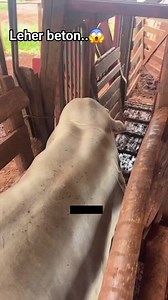 4.2K views · 12 reactions | ✅ Tips penggemukan sapi Untuk...