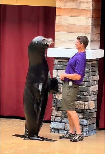 Funny sea lion #funnyvideos #sealions #funny #animal #fyp #sealioncore | sea lion