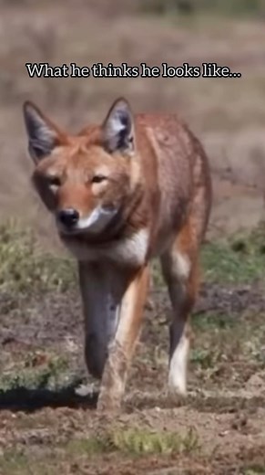 3.8M views · 93K reactions | Pretty much the same, right?  #unstoppable #funnyreels #funnydogs #dogsdoingfunnythings | Winston, Rutledge and Reggie the funny Labs | Facebook