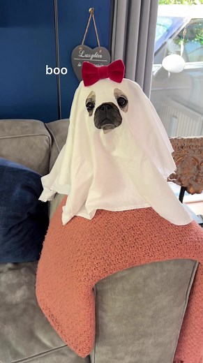 Cute Halloween Dog Costumes Compilation