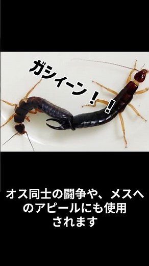 ハサミムシ ハサミの秘密