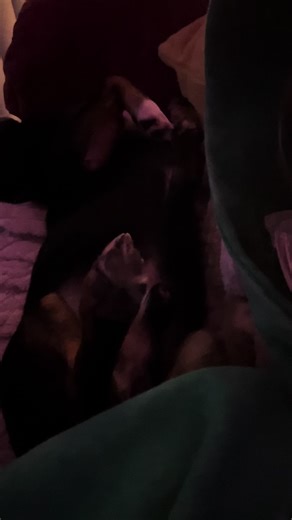 This little chihuahua butt packs a punch 🥊 #dogs #dogoftiktok #dogfart #fyp #dogmomproblems