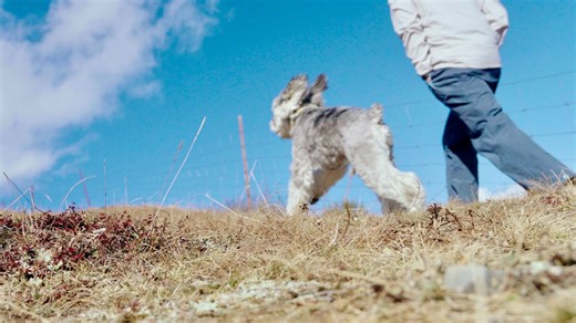 一人一狗，就是整个宇宙