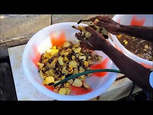 HOW TO MAKE Homemade KAVA in Vanuatu
