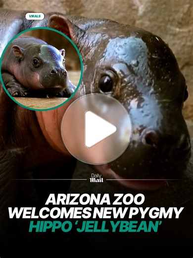 Meet Jellybean: The Newest Baby Pygmy Hippo Sensation