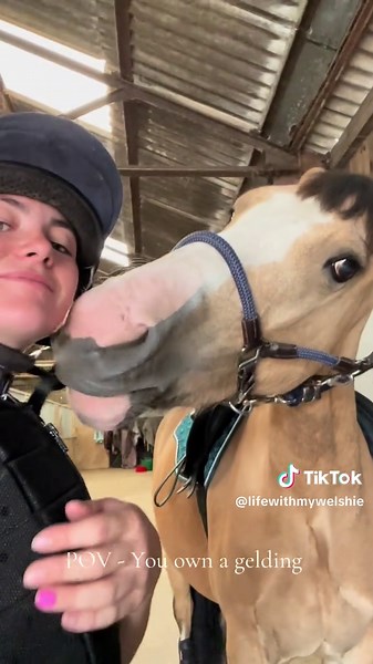 Wherever i am so is Elvis, never left alone when im at the yard 🤣 #horseriding #dunhorse #welshie #gelding #equestriantiktok